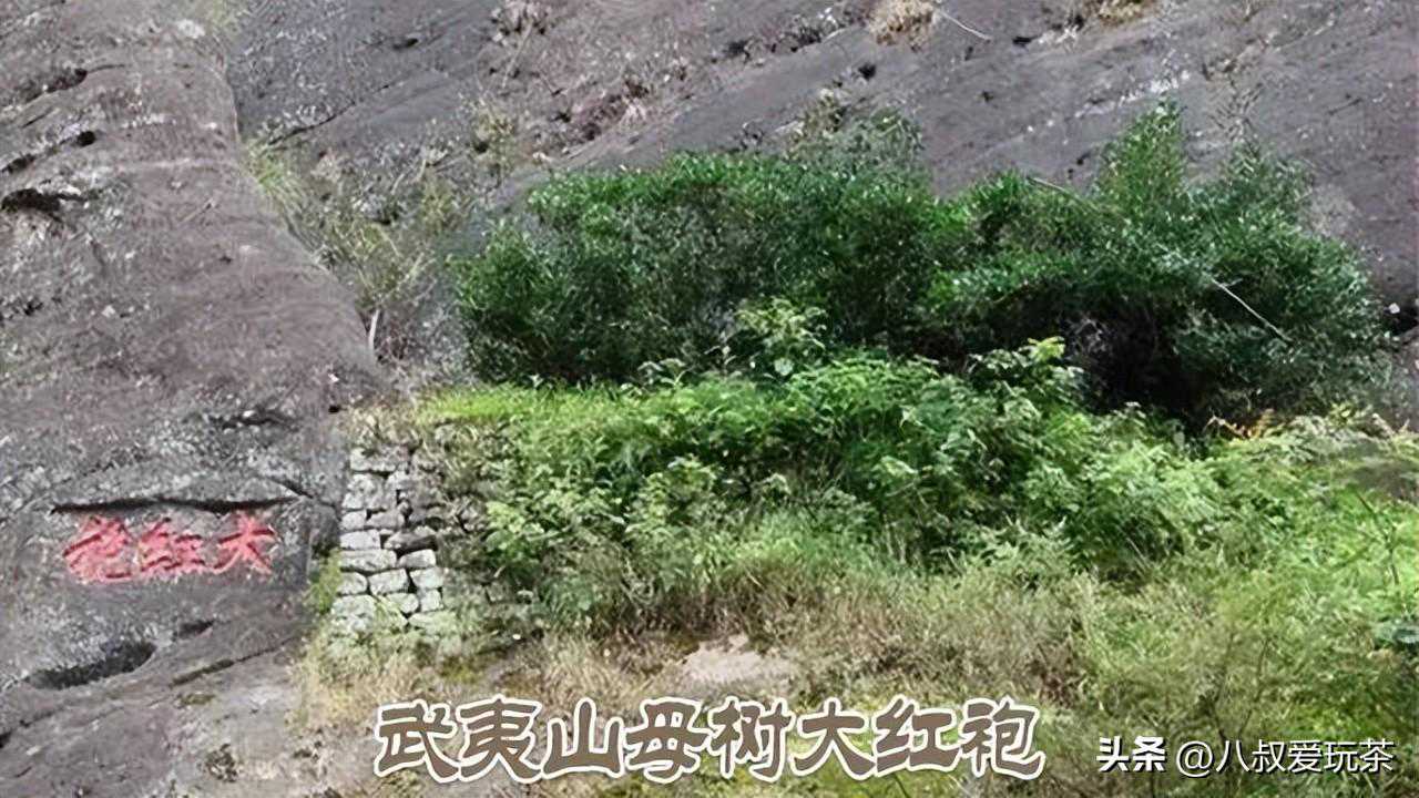 盘点中国八款最贵的茶叶，你喝过几个？