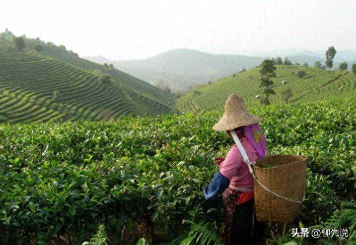 谁才是中国茶王？地方茶叶排名揭晓：武夷岩茶第9，龙井茶排第3