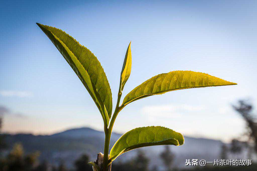春夏秋冬四个季节的茶有什么不同？