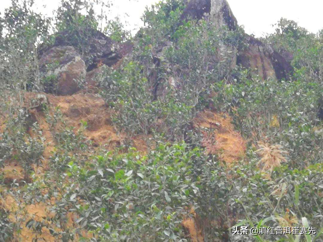 「311」普洱茶山行之邦东：曼岗普洱岩茶，寻找传说中的岩韵