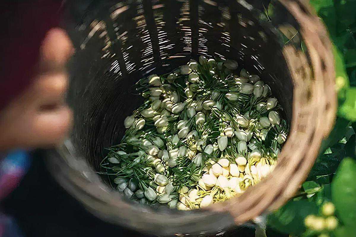 又一款福州八窨茉莉花茶，蝴蝶2022茉莉龙毫评测，与价格匹配？