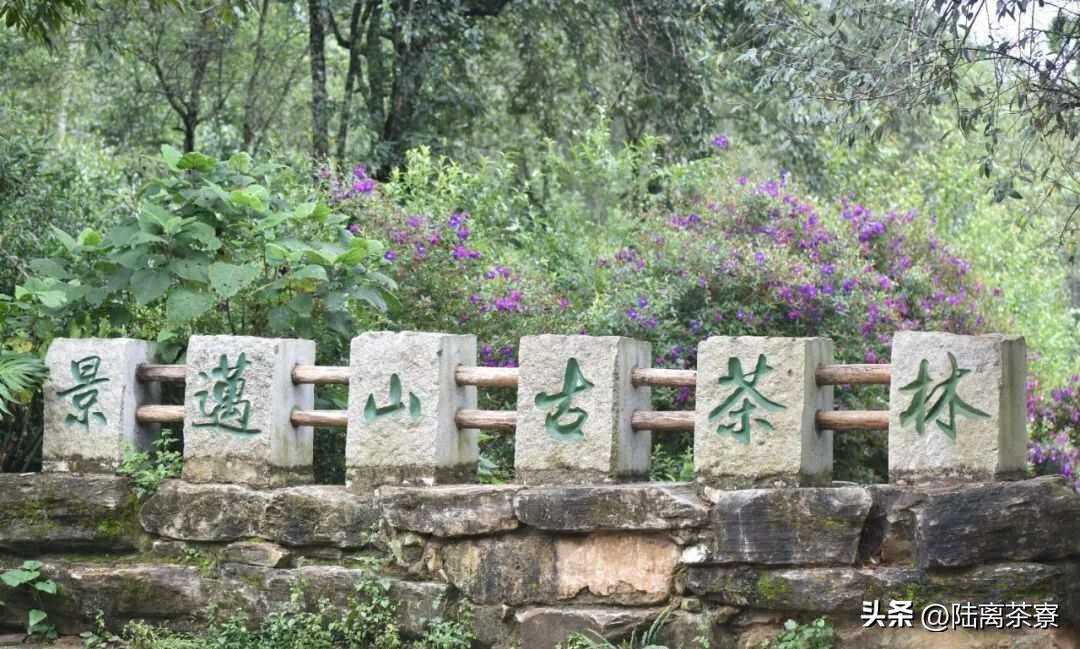 景迈茶源是假的?三个布朗山?聊聊景迈和老曼峨古茶园的始建时间