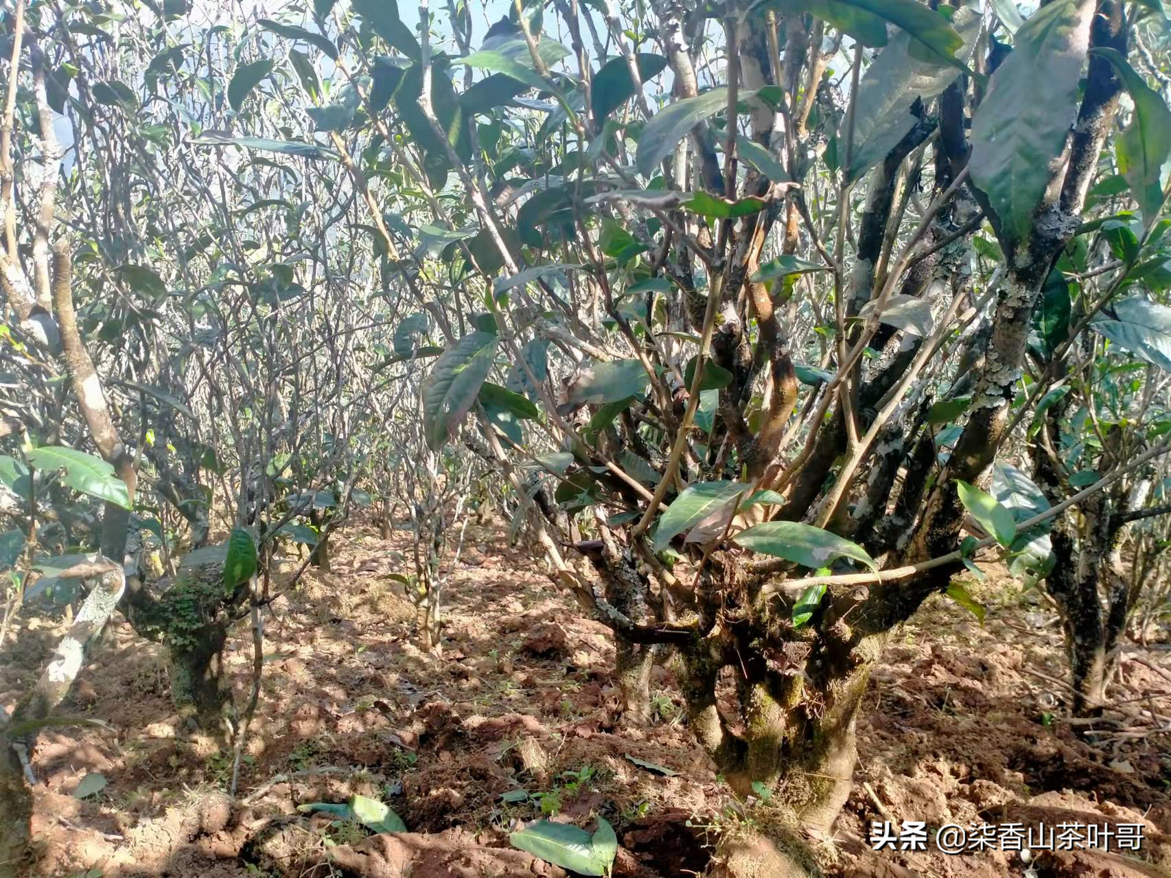 陈家寨尾怕的滕条茶，一块未被发掘的宝藏，茶叶品质高但产量较少
