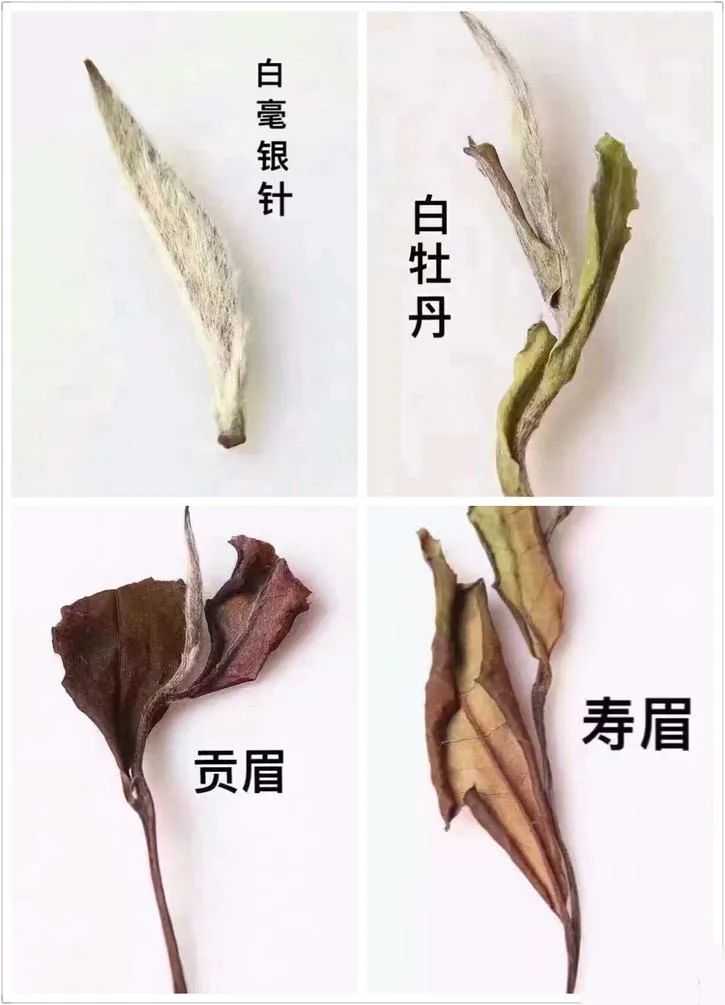 白茶四大产区,究竟有何不同?
