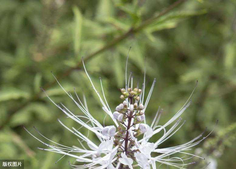 肾茶是傣药中的重要成分，药用价值高，你了解正确的种植方法吗？