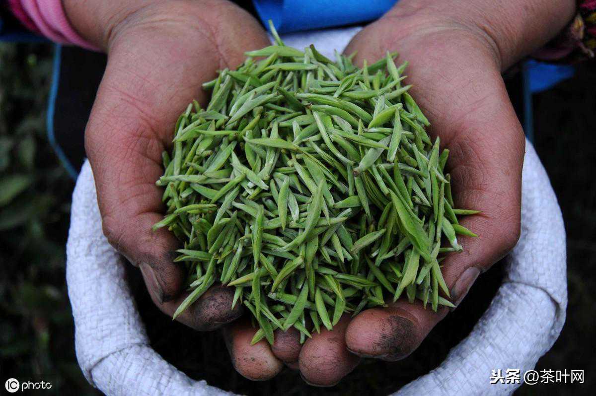 毛尖都知道是绿茶，怎么能如此随意保存？注意四点可保存一年