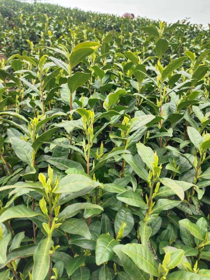 安吉白茶官宣今日开采，首批价格每斤3000-8000元