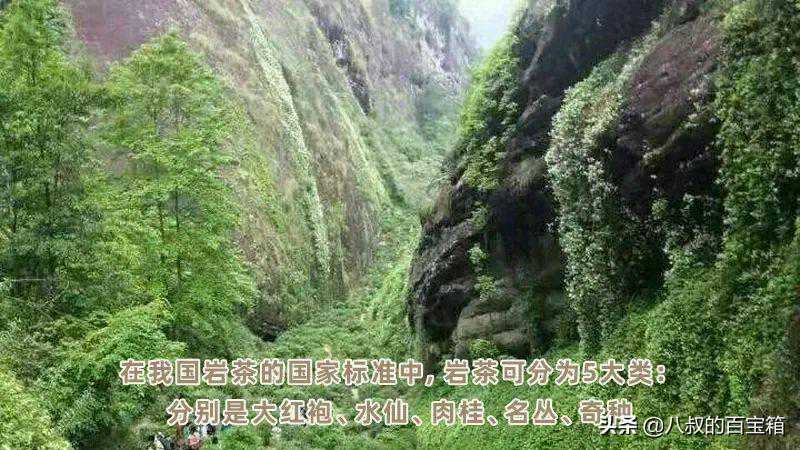 大红袍、名枞、肉桂、水仙、奇种五类,是什么,各有什么特色?