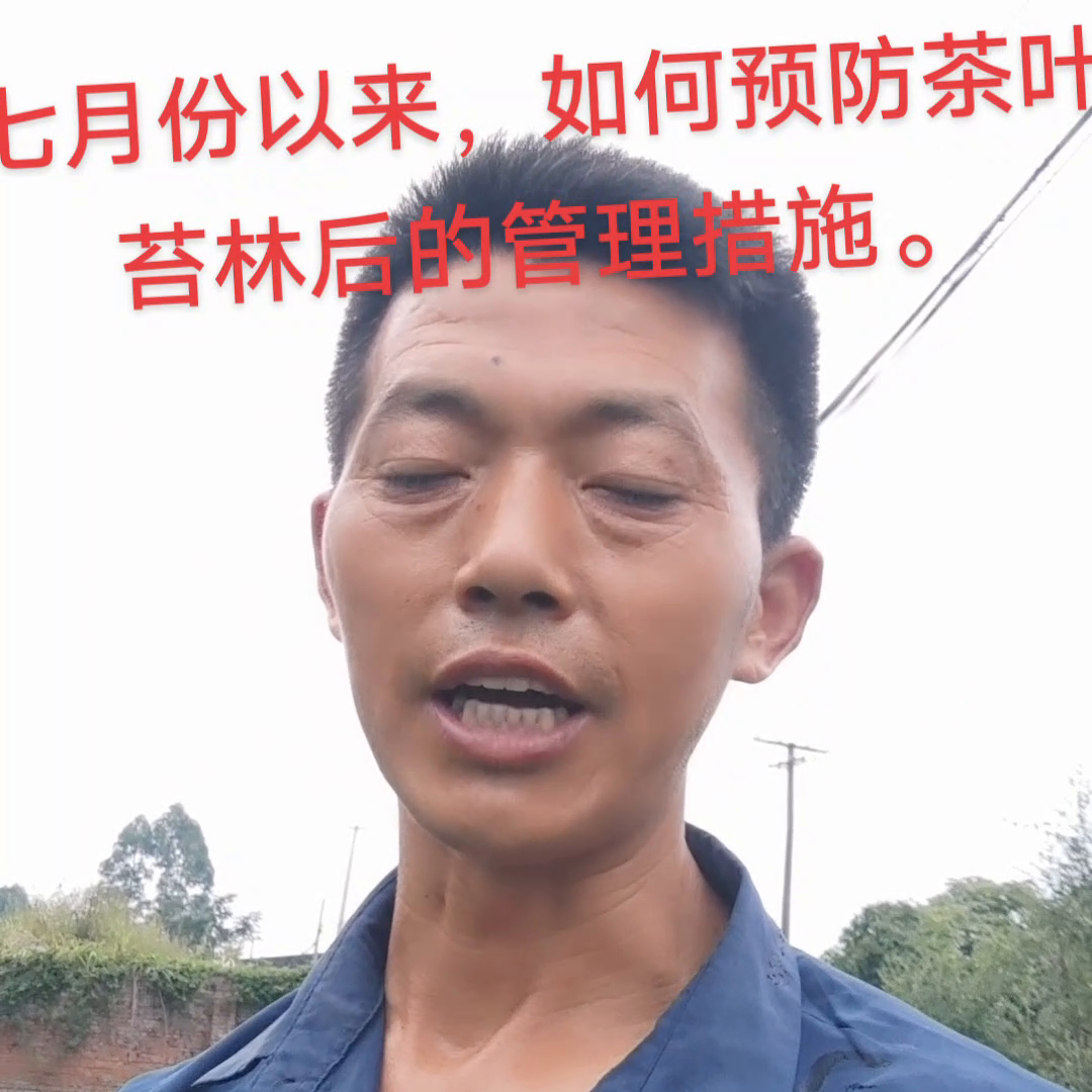 朋友们，请大家做好苔林后茶叶管理以及灌水。欢迎大家多多...