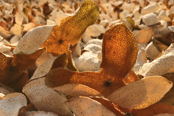 新会柑普茶能否代替新会陈皮?它们之间有什么区别?