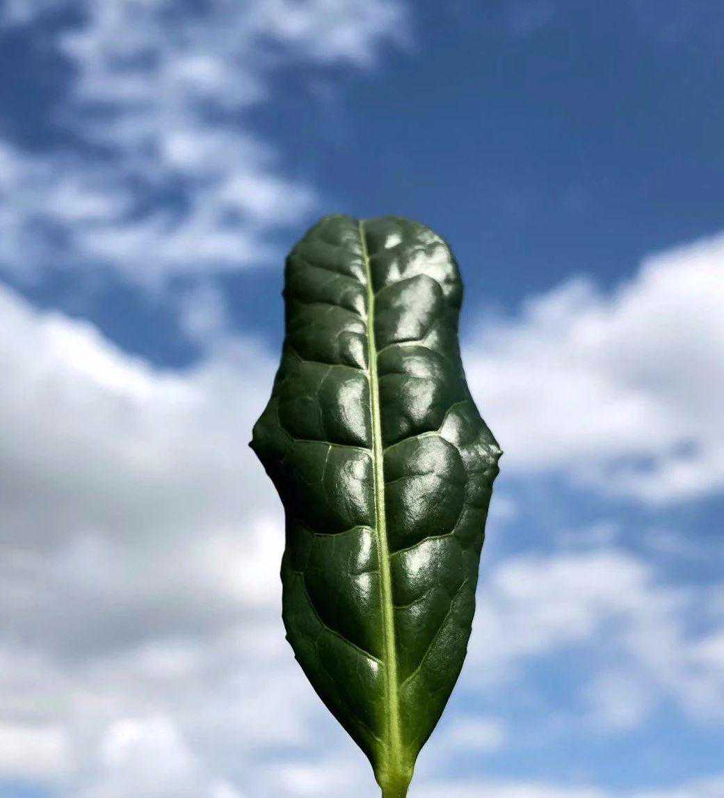 中国最香的5款茶——铁观音