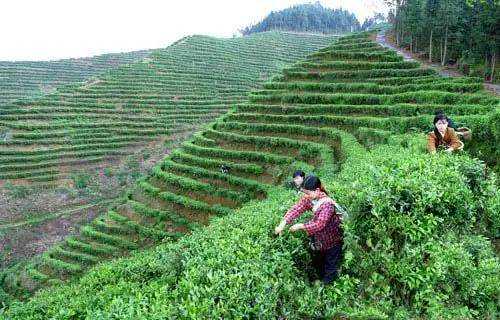 两度获世界金奖的江西遂川狗牯脑茶,茶名很奇葩,它为啥能获奖?