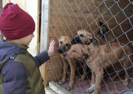 国外9岁“天才”小画家用画作换宠物用品，捐献给流浪动物中心