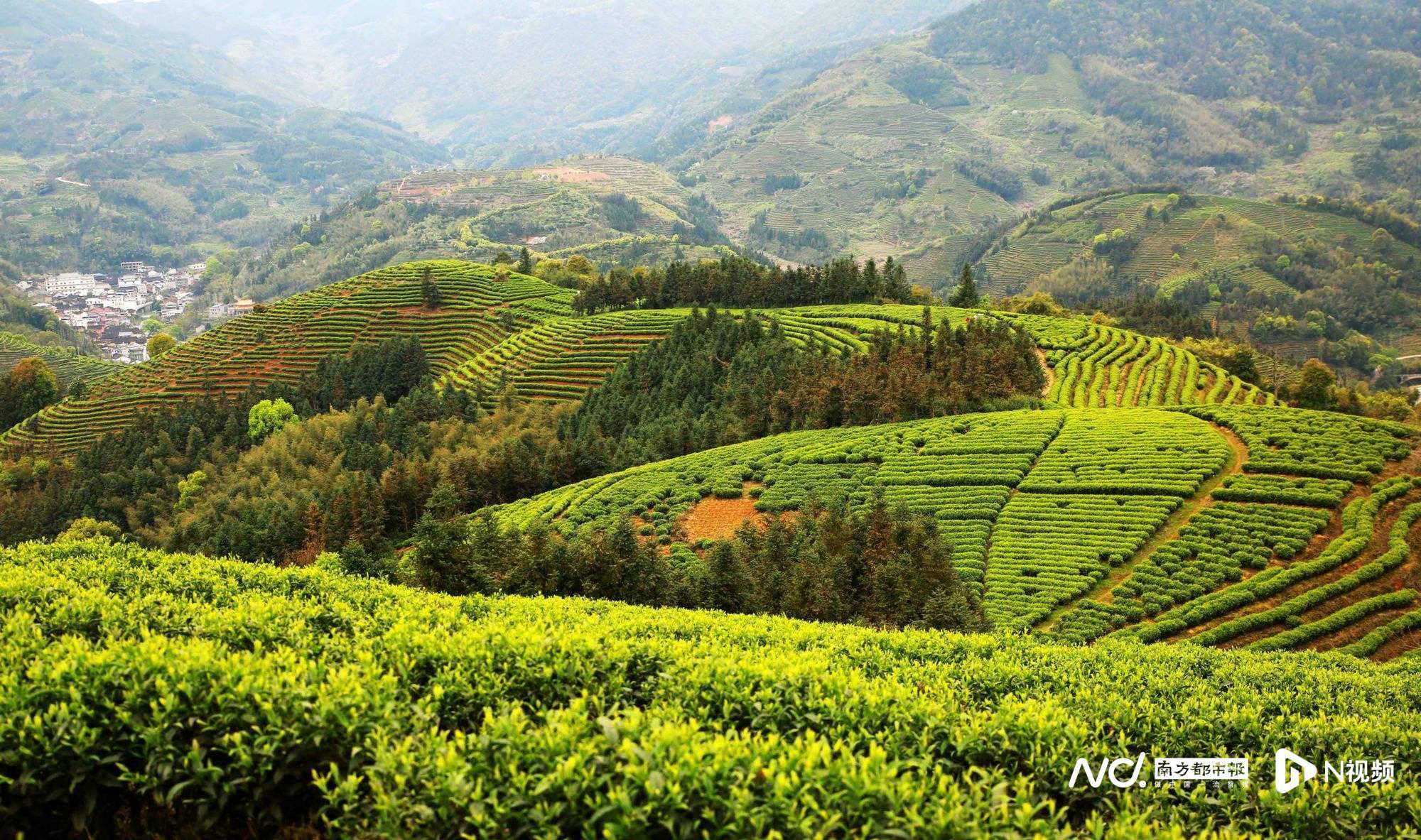 国茶三千亿产值有品类无品牌?头部茶企加快湾区布局拼势能