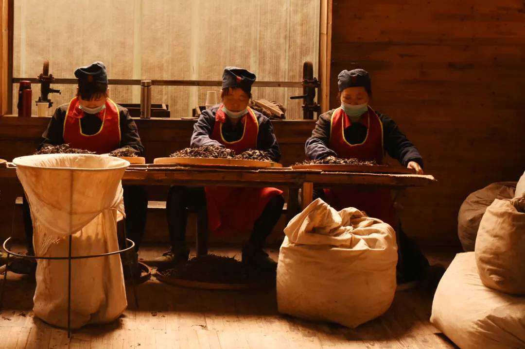 洪漠如:领读彭先泽《安化黑茶》「安化黑茶的品类秩序」