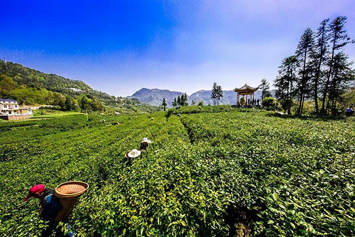 资深茶友也想喝的13种湖南茶（附湖南春茶采摘、品鉴地图）