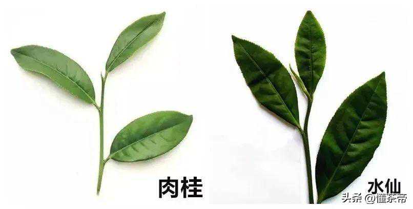 到底什么是老枞水仙的枞味？它是怎么来的？