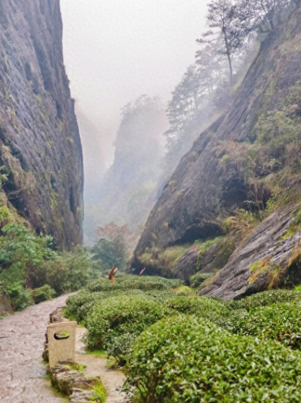 【新春走基层·何以“天心” 探寻“岩韵”②】探寻“岩韵”的“香妙”旅程