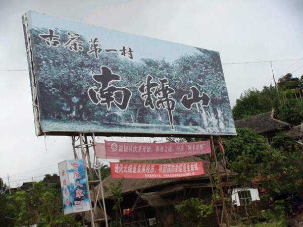 南糯山拔玛寨，爱尼语的意思即为“大茶树”！