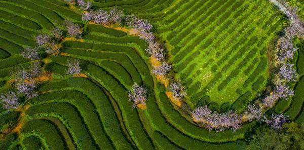 茶入世界非遗！来看产茶第一大省的制茶技艺