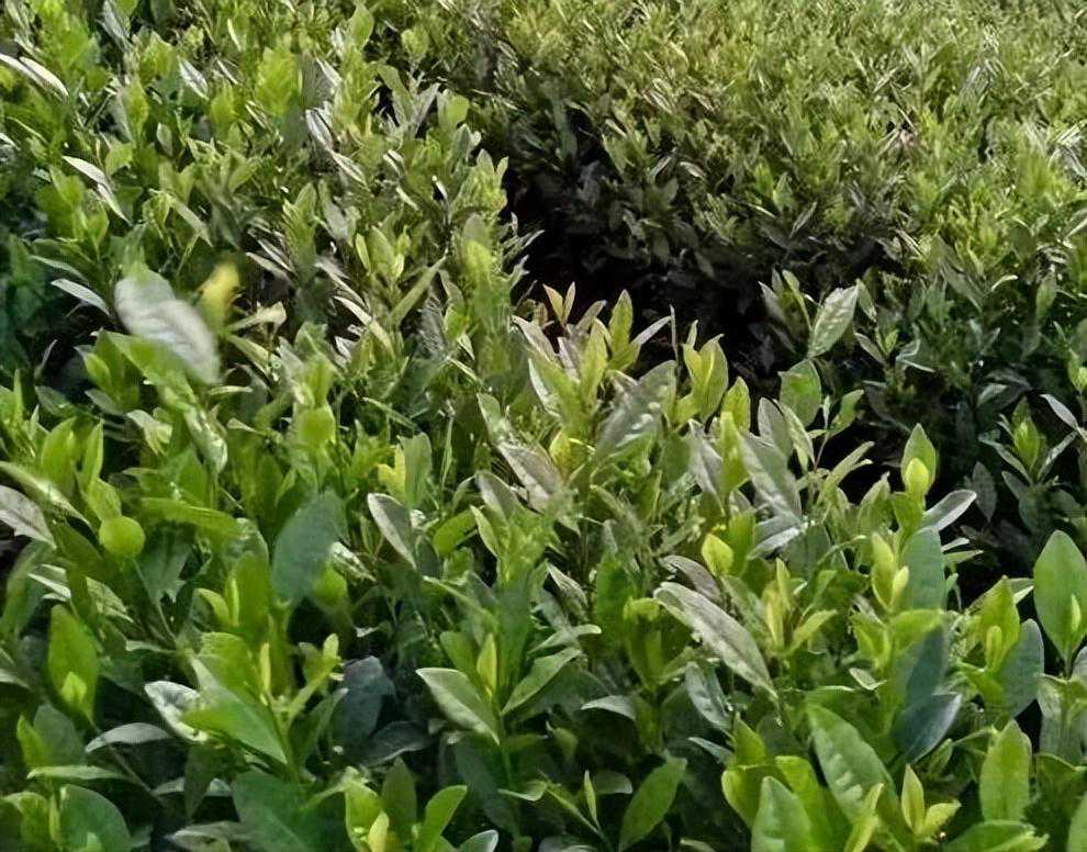 安吉白茶，为什么不是白茶？