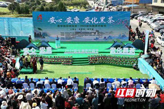 视频｜春光明媚 春茶待采 2024安化黑茶正式开园