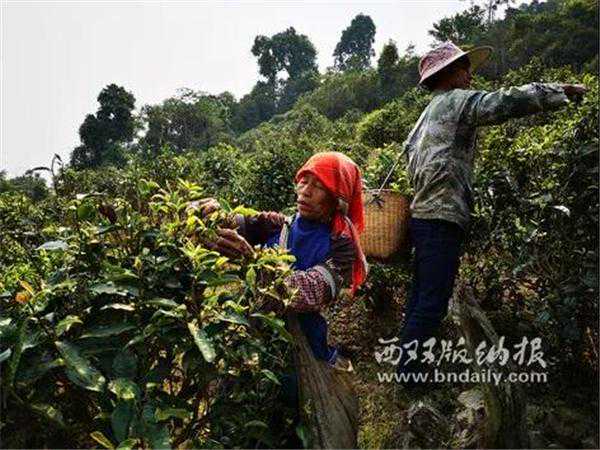 “联产联业、联股联心”，勐腊绘出产业扶贫大图景