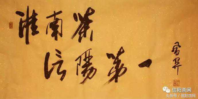 茶友说|信阳毛尖