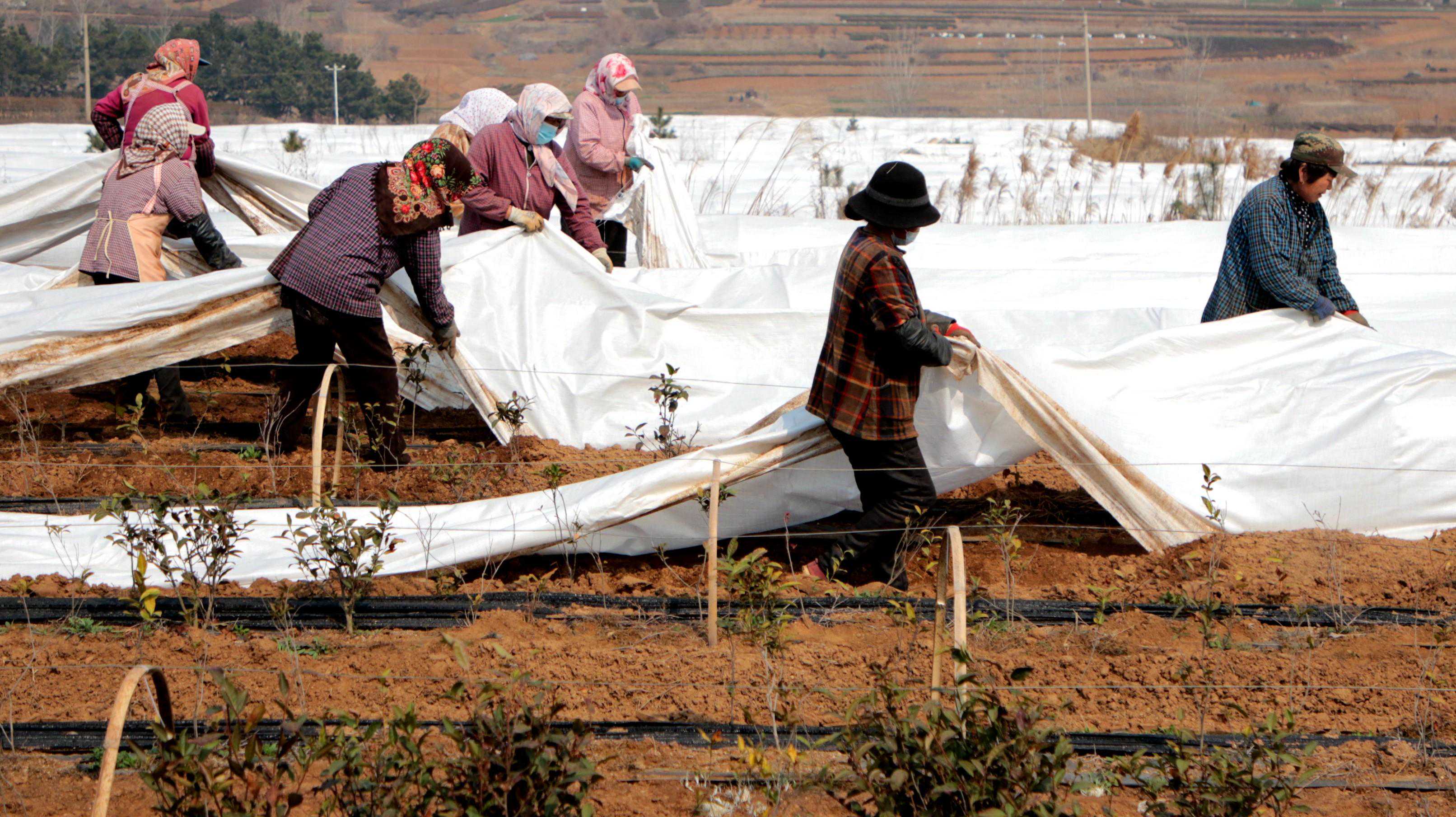 日照圣谷山茶场：春回茶园、撤棚启新，静待四月春茶香