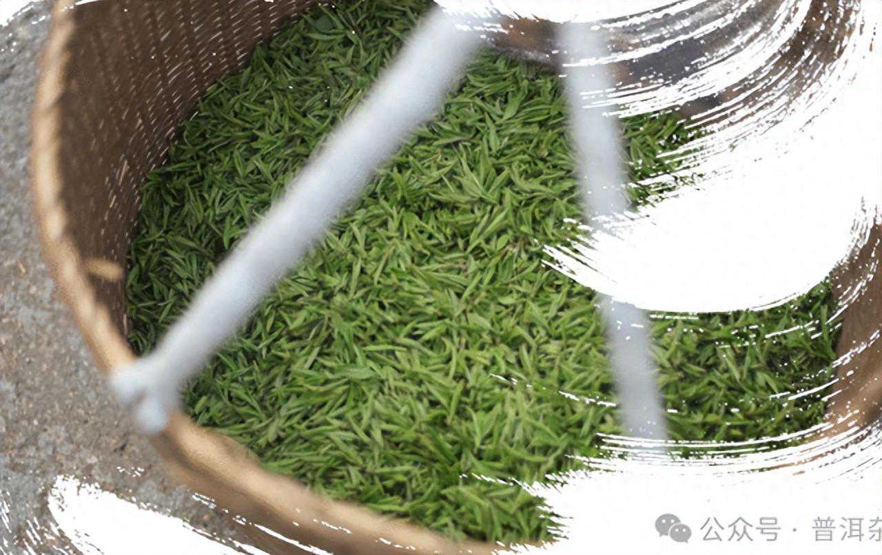 后发酵茶及发酵原理