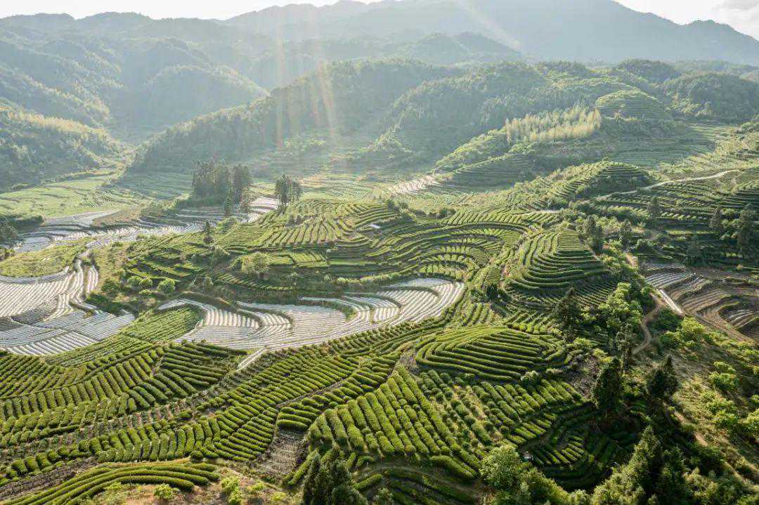 宋代文豪都被圈粉的政和白茶，到底什么来头？