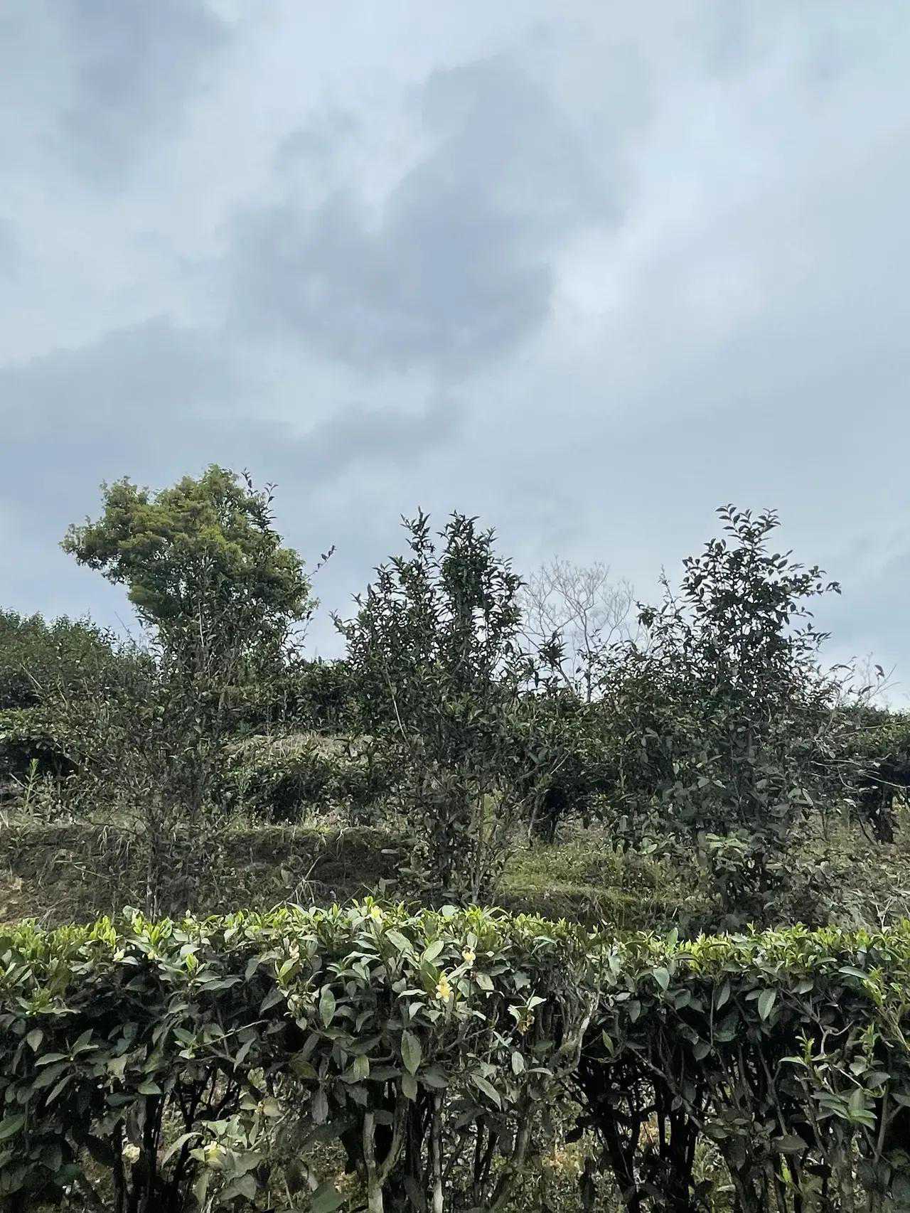 梧州六堡茶，虽小众，但绝对是今年最值得推荐的好茶