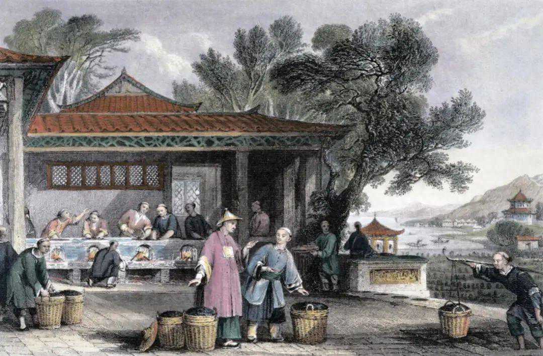 东升西降：近代日本对中国茶叶的绝地反超