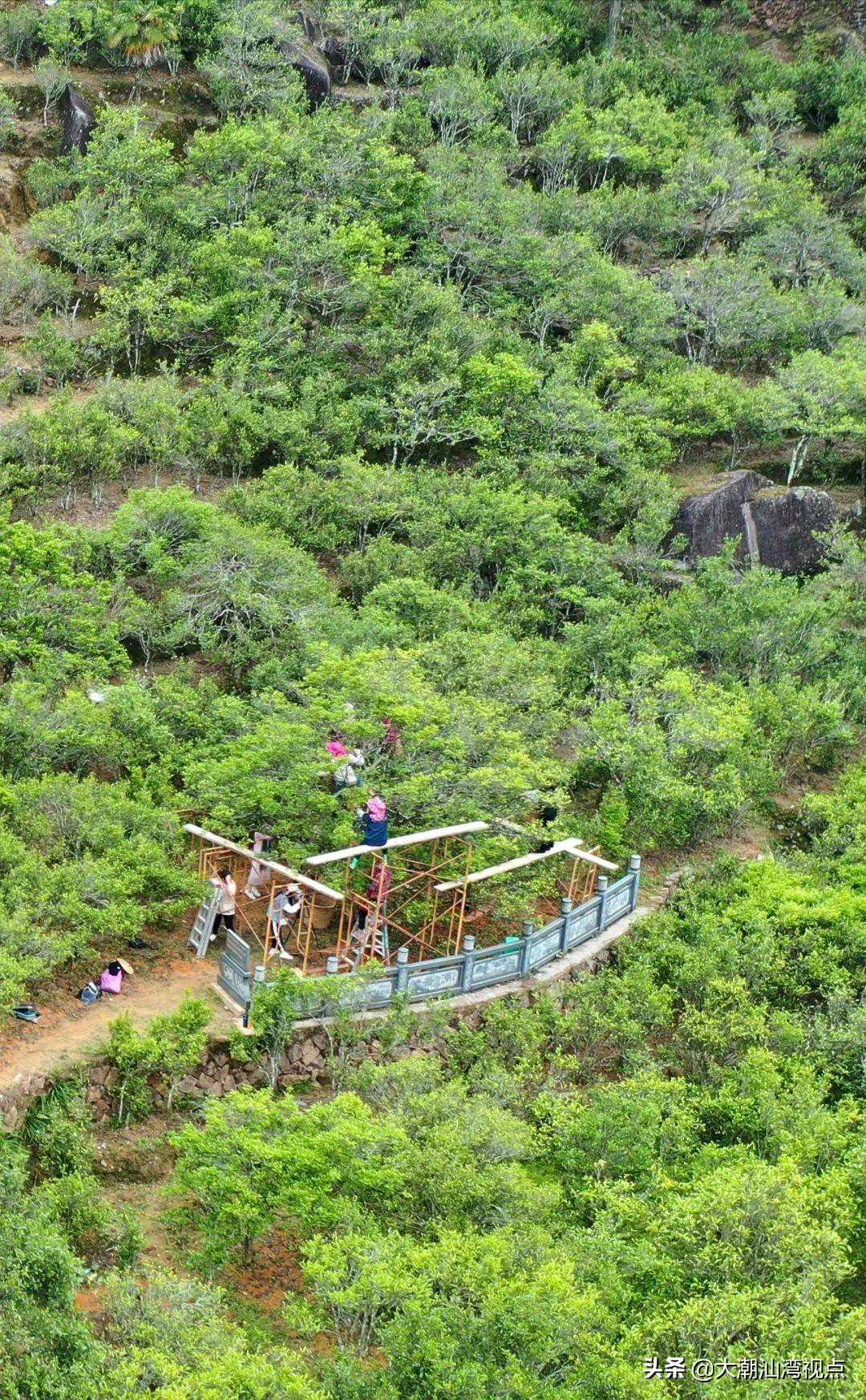 爱喝茶的潮汕人们，真的了解凤凰茶吗？