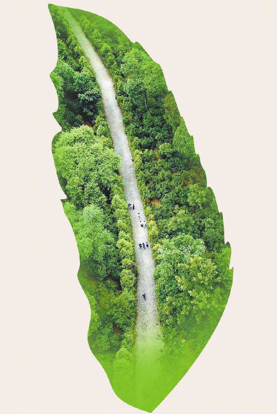 “三茶”统筹 云南向茶业强省迈进