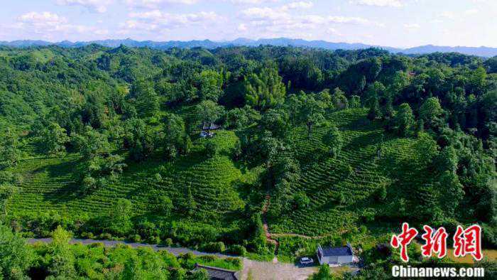 东西问 | 王昶:中国祁门红茶何以“群芳最”?