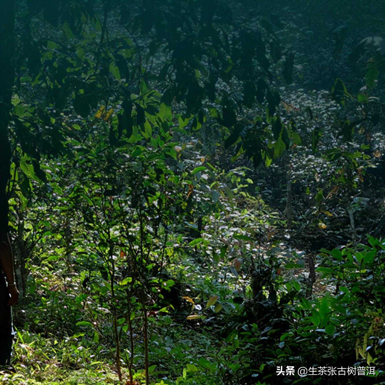 帕沙古树茶在哪里？普洱茶口感特点如何？