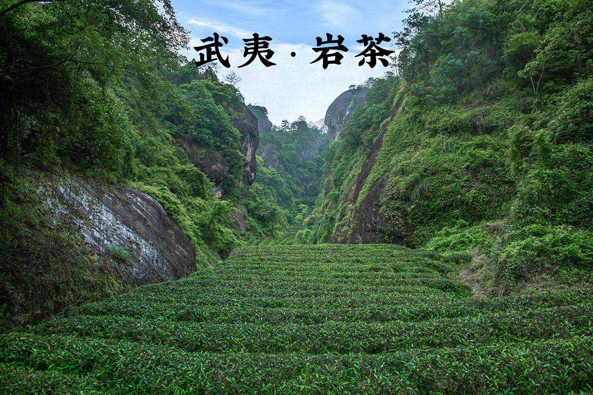 3分钟带你了解茶中之王——大红袍