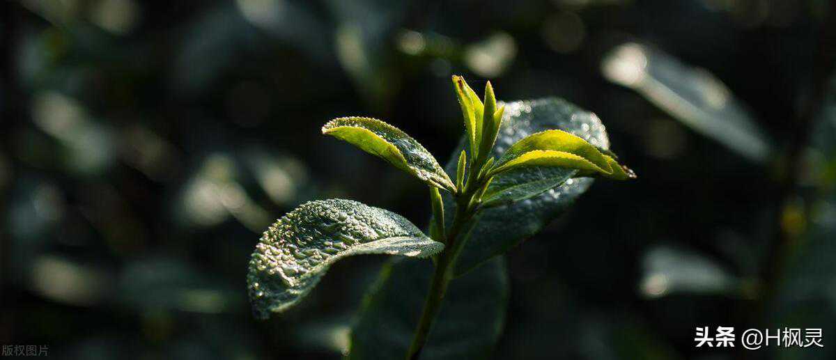 高山云雾茶,名字一听有种朦胧的美,大家喝过吗?