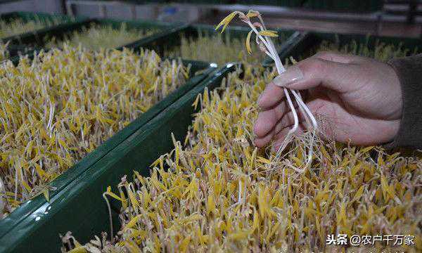 快速袋生豆芽的技术，让豆芽养植户提升效率！