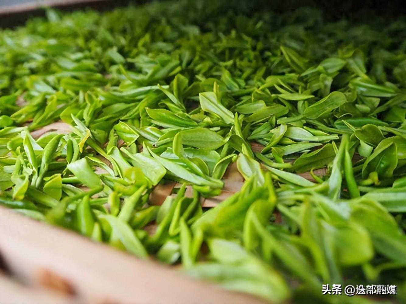 绿茶指的哪些茶？中国最好喝的4种绿茶，鲜嫩清高，滋味鲜爽甘醇