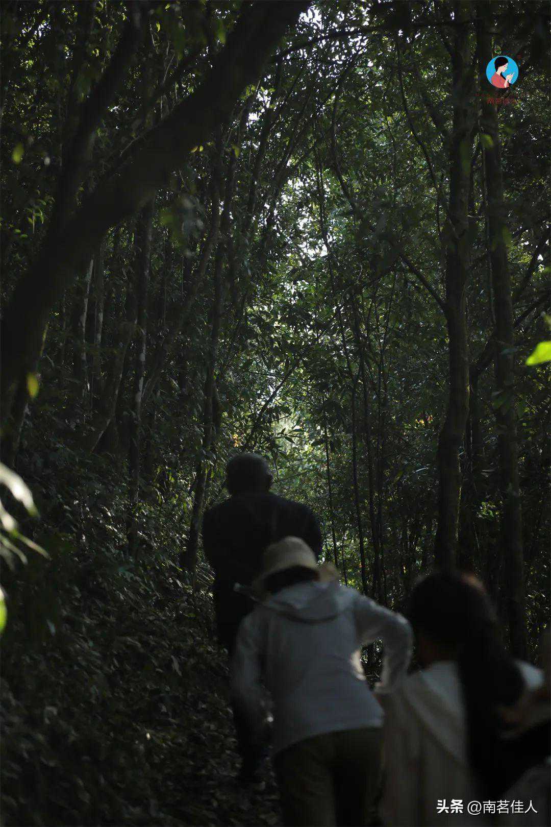 茶山行日记9 | 林深路陡，入困鹿山茶园；品一盏春韵，清凌香润
