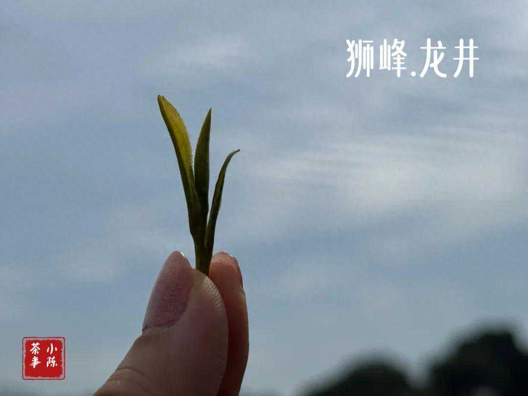 8年磨一剑，村姑陈与狮峰龙井的不解之缘，带你感受西湖龙井魅力