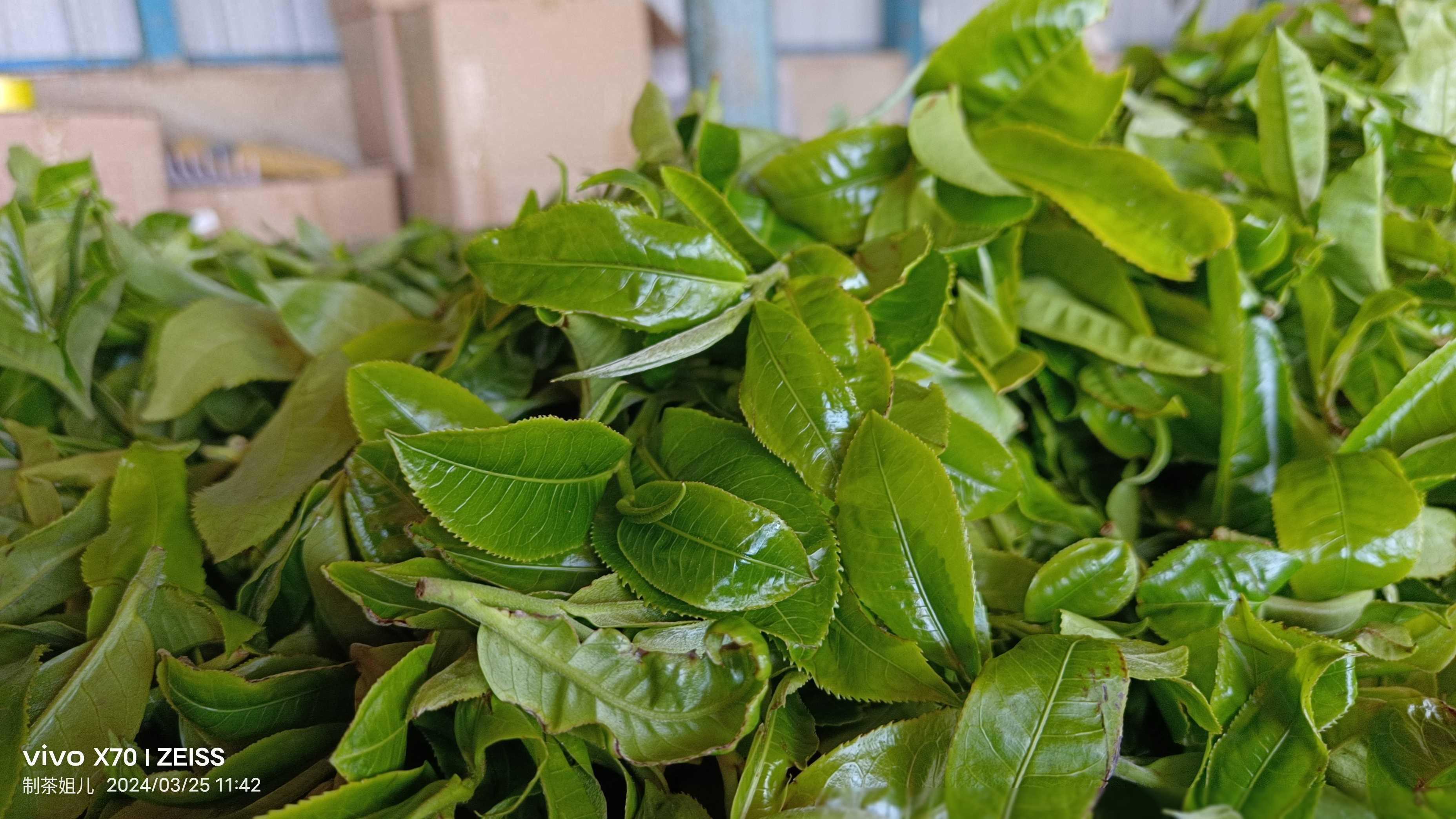 来忙肺茶山吧!春暖了,花开了,小郭带你克摘茶,快来快来