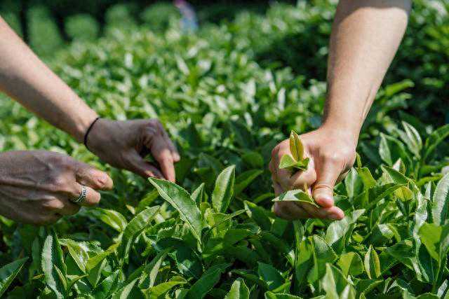 泡茶时怎么放茶叶才算最好?我也是刚看到,立马叮嘱家人