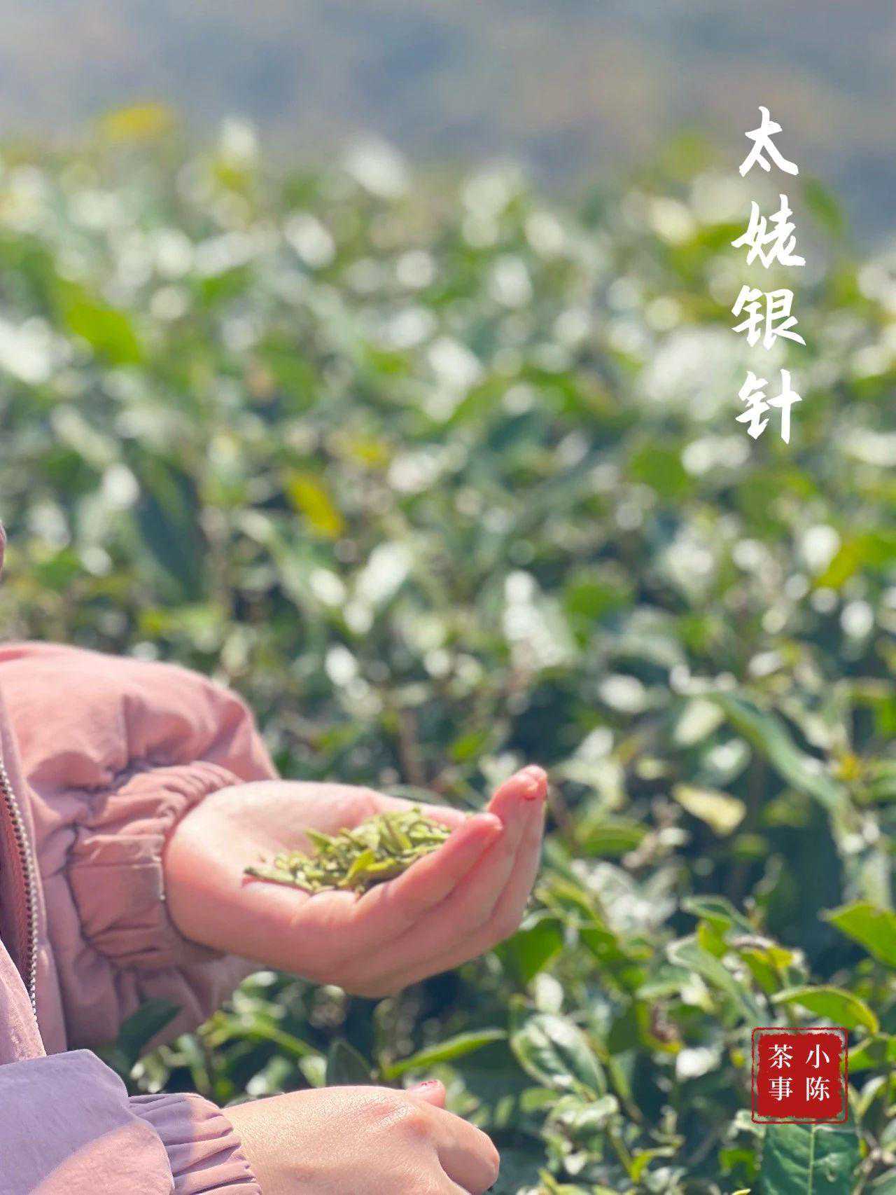 白毫银针是有机的好？还是荒野的好？3分钟快速了解白毫银针分类