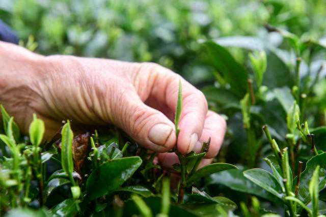 你家里有过期茶叶吗？我也才清楚用途，懂的人还不多，省钱又好用