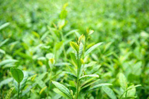 春茶上市，茶叶机械化生产迎来大考