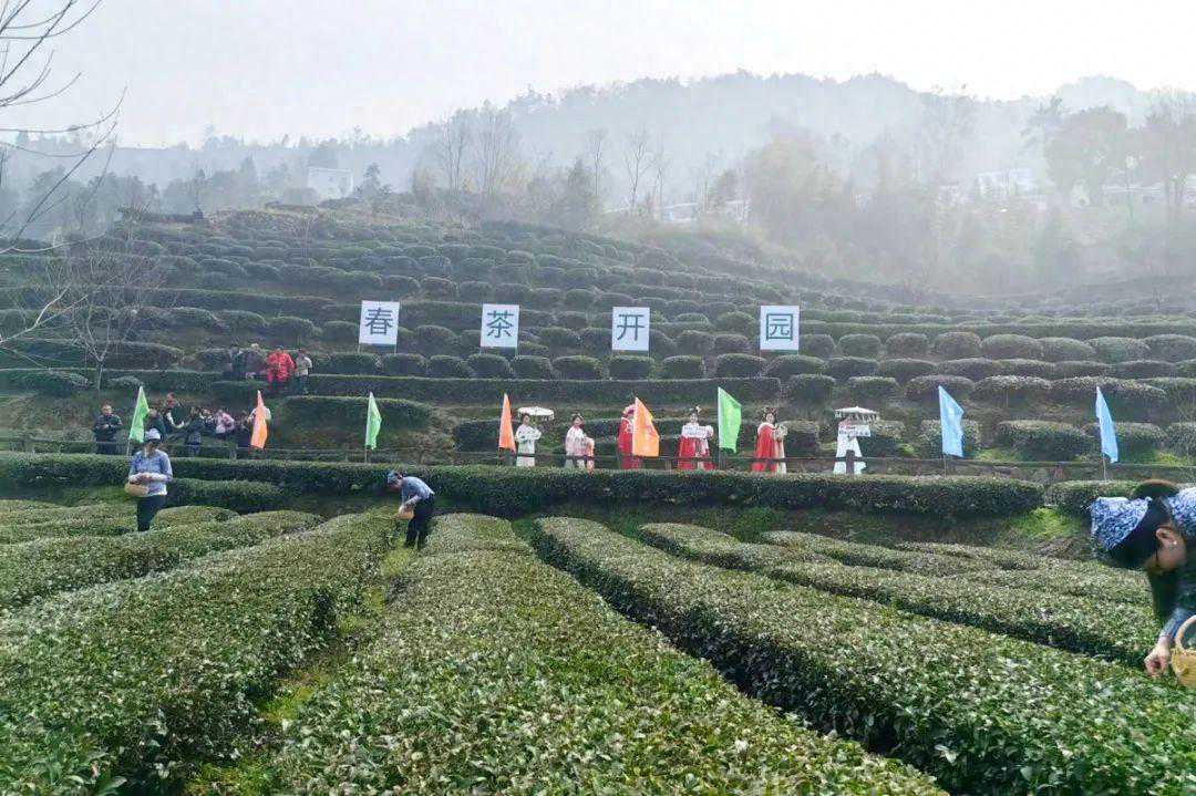 抢头“彩”！宜茶集团早茶基地开园争“鲜”