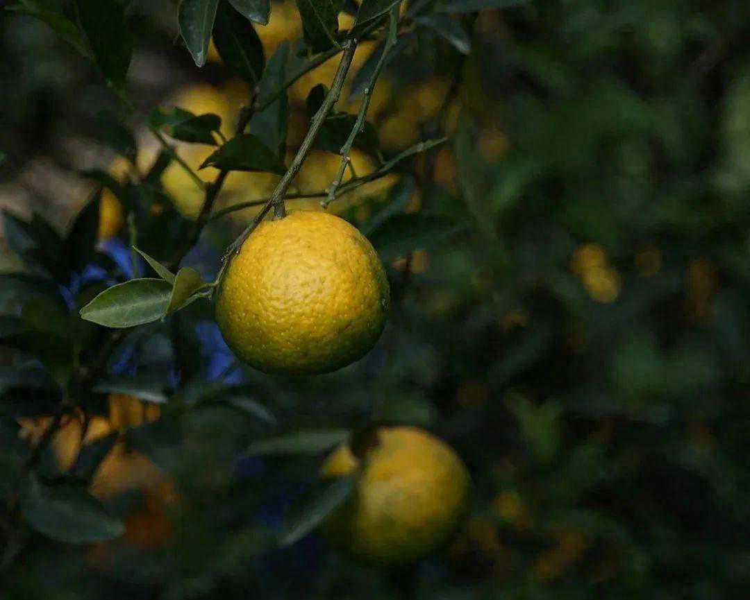 新会二红皮凭什么受到人们的青睐呢？